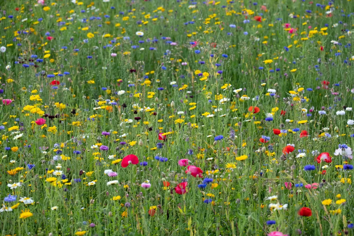 Photographing Cotswold Wildflower Meadows: A Beginner's Guide to Composition and Light